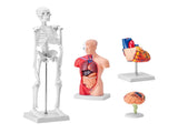 Human Anatomy Models Bundle Set, Brain, Human Torso Body, Heart, Skeleton Model Set of 4, Hands-on V952-GGJRQGMX4JTS5PXUBV0