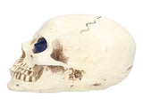 Skull Ornaments Vivid Lightweight Easily Clean Add Horror Ambience Halloween Props for Party Haunted V1294-YM0714-3115210185211