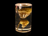 Dandelion Grass Eternal Flower Acrylic Table Lamp - Color-Changing LED, USB Rechargeable, Touch V888-ELOSUNG21683