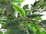 Artificial Potted Ficus Tree 160cm V637-DP1020539