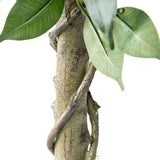 Potted Artificial Banyan Tree 120cm V637-05068TRE