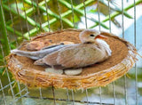 15 Packs Pigeon Nest Pads, Bird Breeding Mat for Chicken, Natural Coconut Fiber Egg Mat, Nesting V1259-DP01-A-915