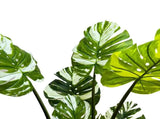 Premium Artificial Potted Monstera Albo 150cm V637-DP75264