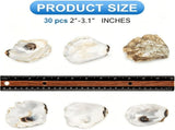 30 Pcs 2.4"-3.1" Small Flat Oyster Shells for Crafts, Natural Color Seashells Bulk, Sea Shells for V1370-AZ4-15767