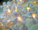 1 Set of 20 LED White Frangipani Flower Battery String Lights Christmas Gift Home Wedding Beach V382-WHFRANGIBATT20