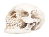 Animal Skull Model Skull Decoration Ornament Resin Craftwork Halloween Props for Home Party Decor V1294-YM0714-3115210184311
