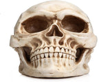 11 Replica Realistic Human Adult Skull Head Bone Model V178-84598