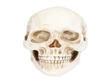 Animal Skull Model Skull Decoration Ornament Resin Craftwork Halloween Props for Home Party Decor V1294-YM0714-3115210184311