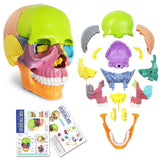 New Anatomy Skull Model 15 Parts Human Anatomy Exploded Skull Detachable Palm-Sized Mini Human Color V1366-AZ2-W-10527