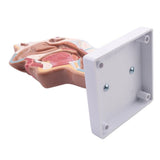 2X Human Anatomical Nasal Cavity Throat Anatomy for Science Classroom Study Display Teaching V1369-AZ3-W-19069