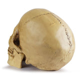 Highly Realistic Replica Human Skull Statue Home Dcor Can be used as seasonal Halloween table dcor V1192-AZ-W-17035
