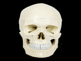 Life Size Anatomical Deluxe Human Skull Model Medical Skeleton Anatomy Replica V63-835561