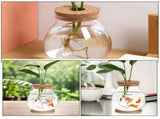 Transparent Glass Terrarium Planter for Home Decor, Minimalist Design, Indoor Plant Holder V1369-AZ3-W-12982