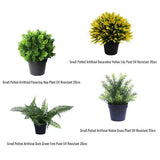 UV Treated 20cm Small Potted Plants Bundle V637-DP1190646