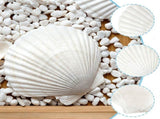 10Pcs Large Natural Scallop Shells,4'-5' Large Shell for Crafts,Diy Painting,Baking&Beach Wedding V1369-AZ3-W-17980