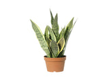 Potted Artificial Mother-In-Law'S Tongue Snake Plant 70cm V637-84501CAL
