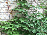 Plant Support Net for Climbing Plants - 2 x 5 Meters - Jute Climbing Net - Natural & Sustainable V1189-HB003WSRR00004