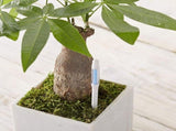Aquameter, 5pcs, Plant Soil Moisture Sensor,House Plant Soil Moisture Meter, for Indoor Potted V1370-AZ4-08288