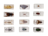 12 Pcs Real Bug Specimens Transparent Resin Science Education Classroom Bug Specimen Sample Tabletop V1294-YM0710-3115230106111