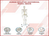 Human Skeleton Anatomical Model 180cm V63-774985