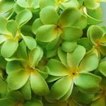 1 Set of 20 LED Green Frangipani Flower Battery String Lights Christmas Gift Home Wedding Party V382-GRFRANGIBATT20