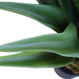 Agave 60cm Plant V77-1020713