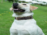 Genuine Leather Dog Collar for Large Dogs, Heavy Duty Thick Solid Power Breeds, Sturdy Adjustable V1259-DP01-A-4630