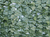 Double Sided Ivy Rolls 3m x 1m V77-1016477