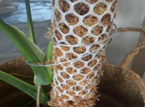 1Set Durable Moss Pole Mesh Plastic for Stable Plant Support and Climbing Trellis Net V1366-AZ2-W-14240