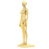 Resin Human Anatomical Head Body Muscle Model Drawing Model Decoration Teaching Mold V1294-YM0901-3115200119611