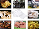 20 Pcs Mushroom Grow Bags, Extra Thick 6 Mil Mushroom Bag High Temperature Resistance, 8 x 5 x 20 V1192-AZ-W-17516
