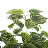 Bright Mixed Philodendron Plant 70cm V77-1043067