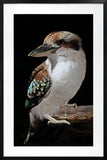 Mystery Kookaburra Artwork Framed W Glass Front 80x120cm V637-E646063