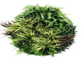 Slimline Artificial Green Wall Disc Art 80cm Grassy Fern UV Resistant V637-DP9854