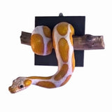 Golden Ball Wall Sculpture, Realistic Reptile Art, Lifelike Detail, Strength Symbol for Entryway, V1192-AZ-W-24315
