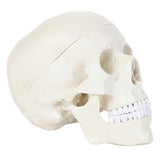 Human Anatomical Model, Human Anatomy Head Skeleton Includes Full Set of Teeth, Removable V1192-AZ-W-17033