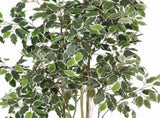 Potted Artificial Variegated Ficus Tree 168cm V637-84506FIC