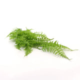 Hanging Fresh Green Boston Fern UV Resistant 80cm V637-DP8880003