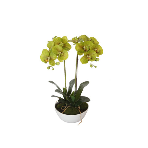 50cm Dual Butterfly Orchid - Cream V77-1018514