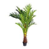 180cm Phoenix Palm - Artificial Plant, Home Decor Flora V915-MB0044