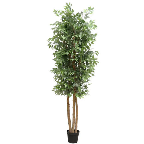 Large Custom Made Ficus Tree 250cm V637-DP1159645