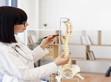 Life Size Flexible Spine Pelvis & Femur Model Anatomical Skeleton Display V63-835611