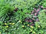 Luxury Country Fern Recycled Vertical Garden / Green Wall UV Resistant Sample V637-DP1097773-1-S