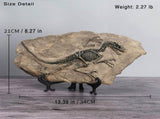 1 Dinosaur Fossil . Dinosaur Statues Homeations Indoor Sculpture Skeleton Figurines House V1369-AZ3-W-19813