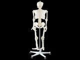 Human Skeleton Anatomical Model 180cm V63-774985