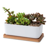 Sturdy Succulent Planter Ceramic White 1 Set 6.7X3.3In V1370-AZ4-16794