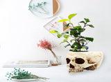 Halloween Skull Flower Pot Planter, Retro Human Skull Head Shape Succulent Container Box for Home V1237-ZY00B07K9M87RM