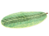 Leaf shaped Floor Mat Entrance Non slip Door Mat for Living Room Bedroom Home Supplies V1294-YM0901-3112200062511