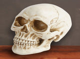 Life Size Human Skull Model 11 - Realistic, Halloween Human Skull Replica Model Resin Human Skull V1370-AZ4-06646
