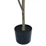 Potted Artificial 180cm Magnolia Tree V637-DP75269KD